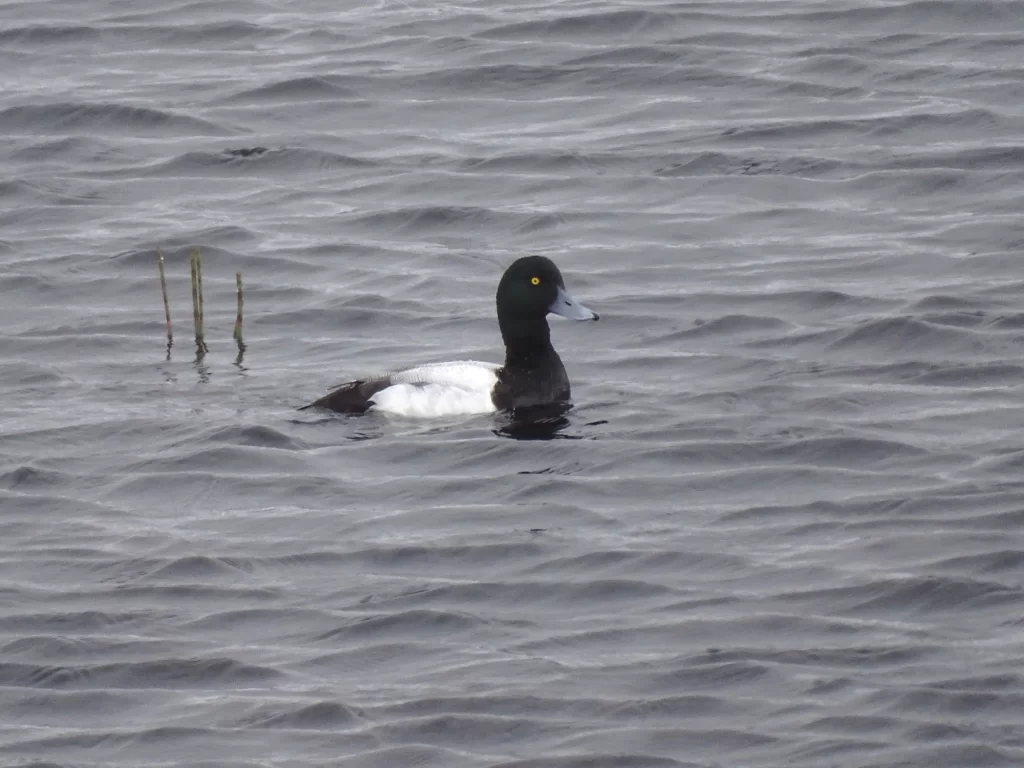 Fuligule milouinan sur l'eau