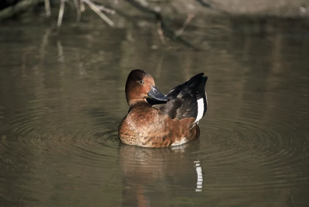Fuligule nyroca sur l'eau