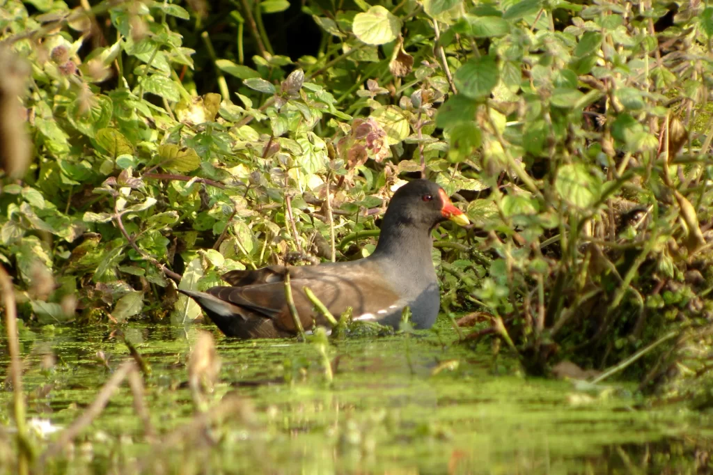 Gallinule poule d'eau dans l'eau au bord d'une mare
