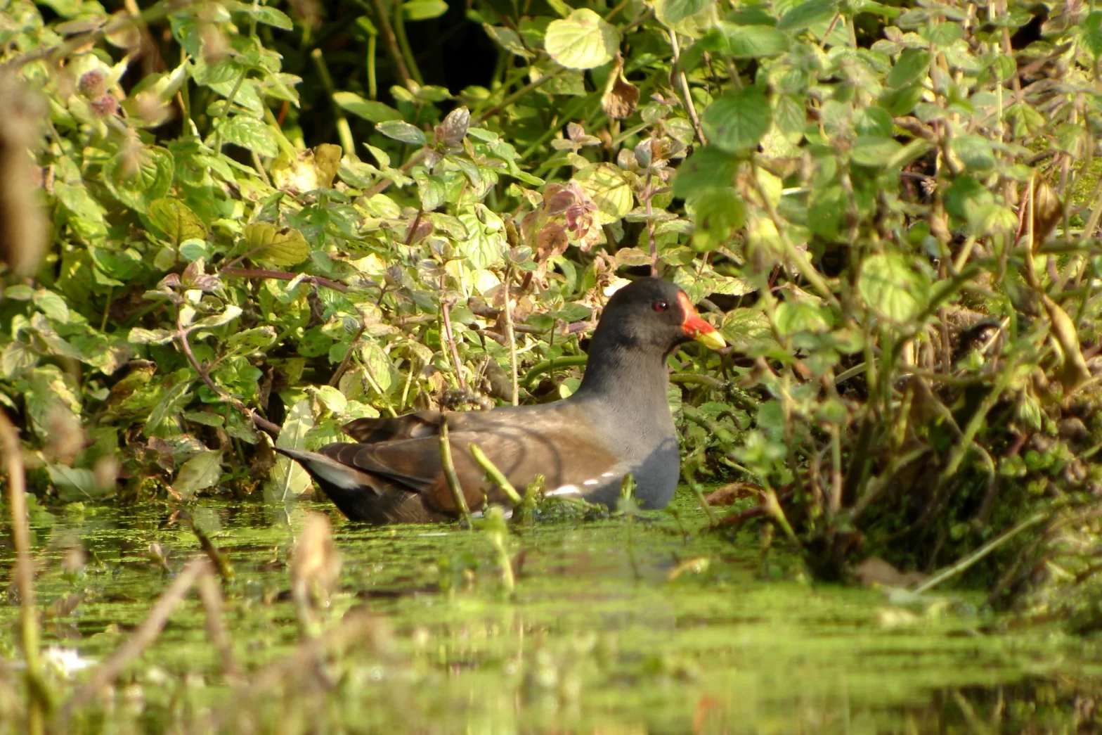 Gallinule poule d'eau dans l'eau au bord d'une mare
