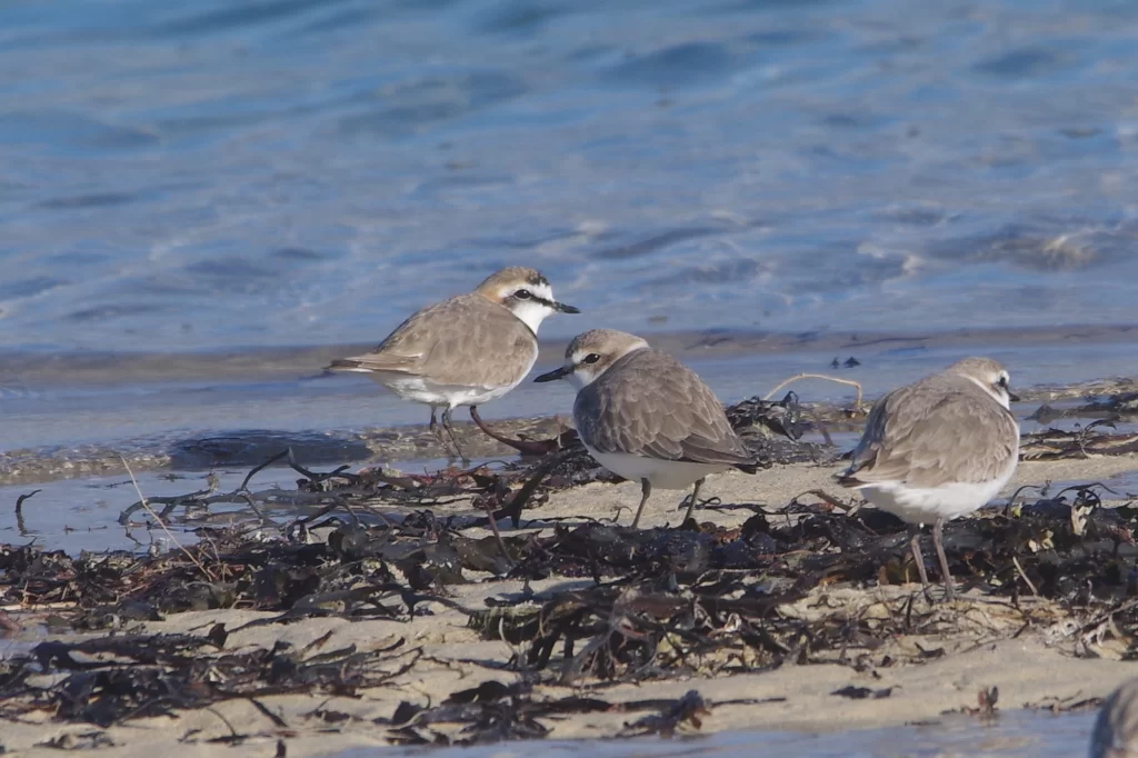 Gravelots à collier interrompu sur la plage avec des algues