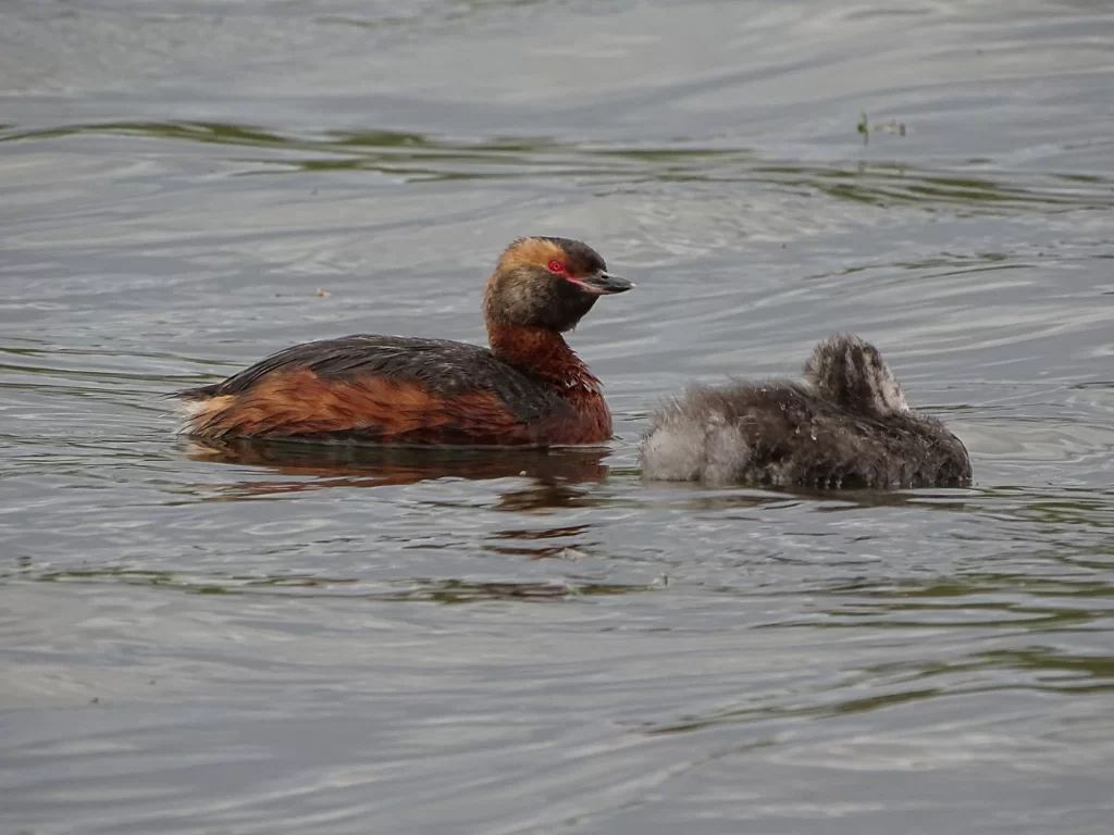 Grèbe esclavon sur l'eau avec son jeune