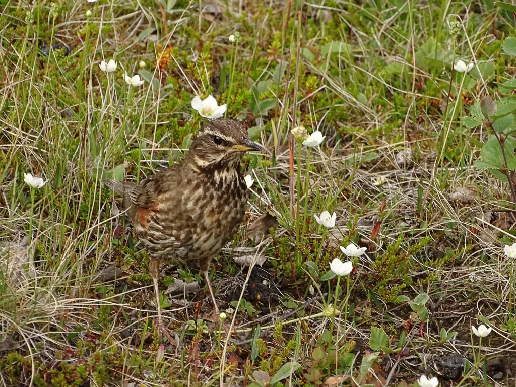 Grive mauvis dans la végétation