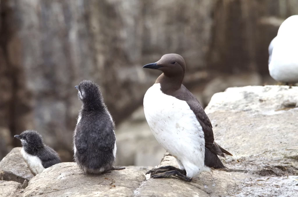 Guillemot de Troïl avec son poussin