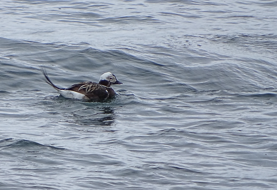 Harelde boréale sur la mer