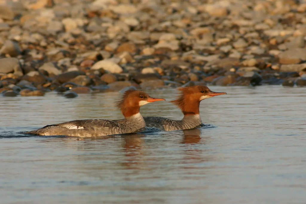 Couple de harles huppés sur l'eau