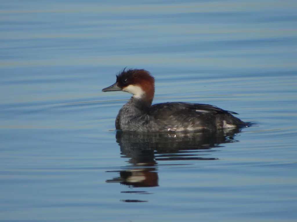 Harle piette sur l'eau