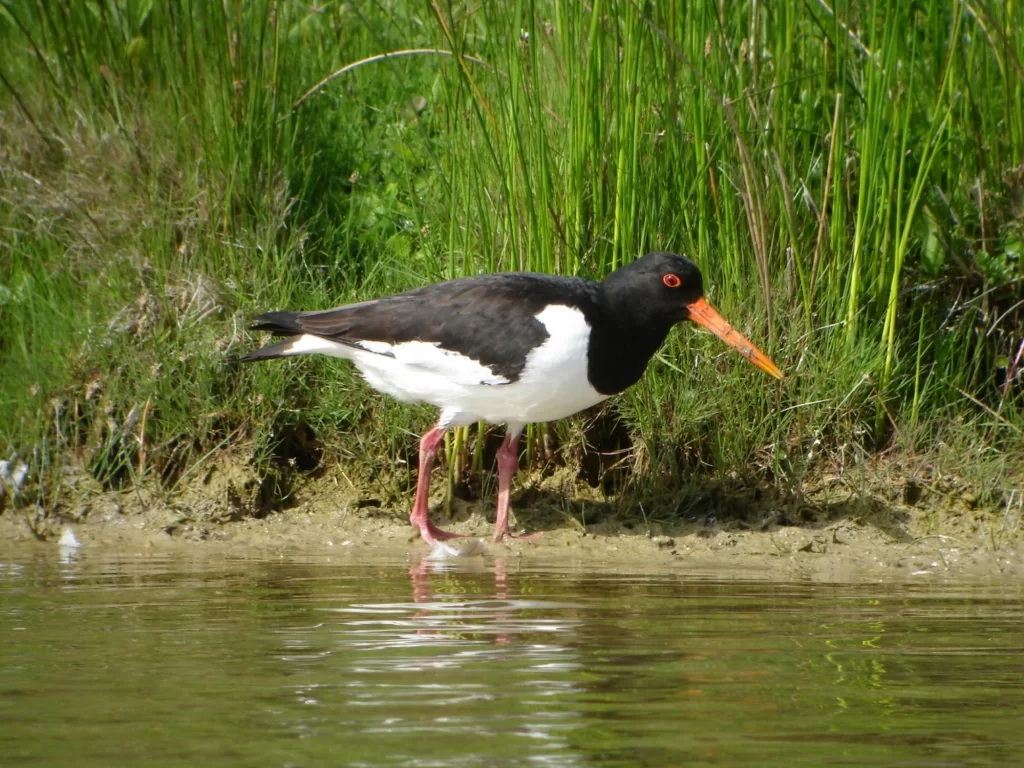 Huitrier pie au bord de l'eau