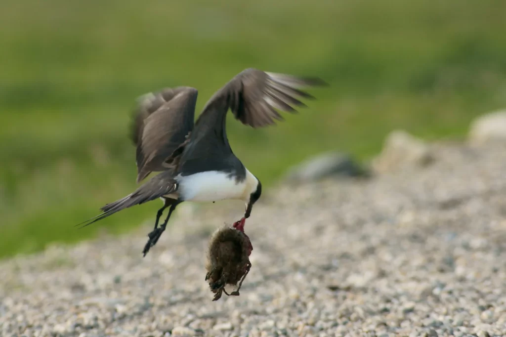 Labbe à longue queue volant avec une proie dans le bec