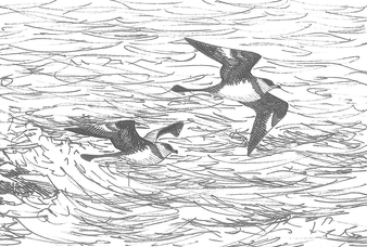 Dessin de labbe pomarin en vol au-dessus de l'eau