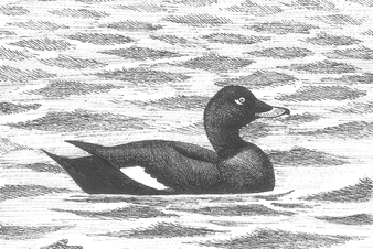 Dessin de macreuse brune sur l'eau