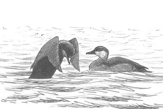 Dessin de deux macreuses noires
