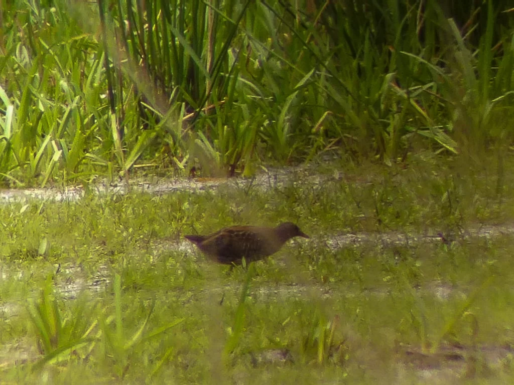 Marouette ponctuée dans un marais