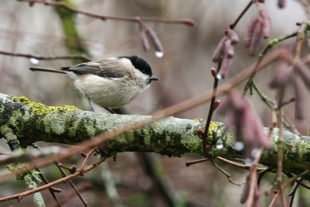 Mésange boréale