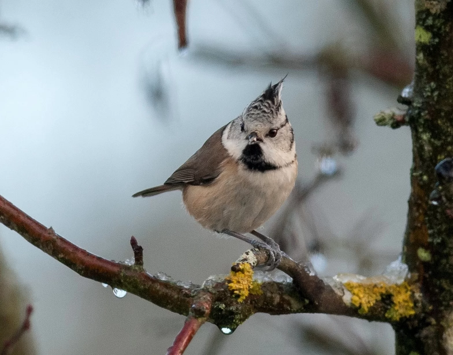 Mésange huppée
