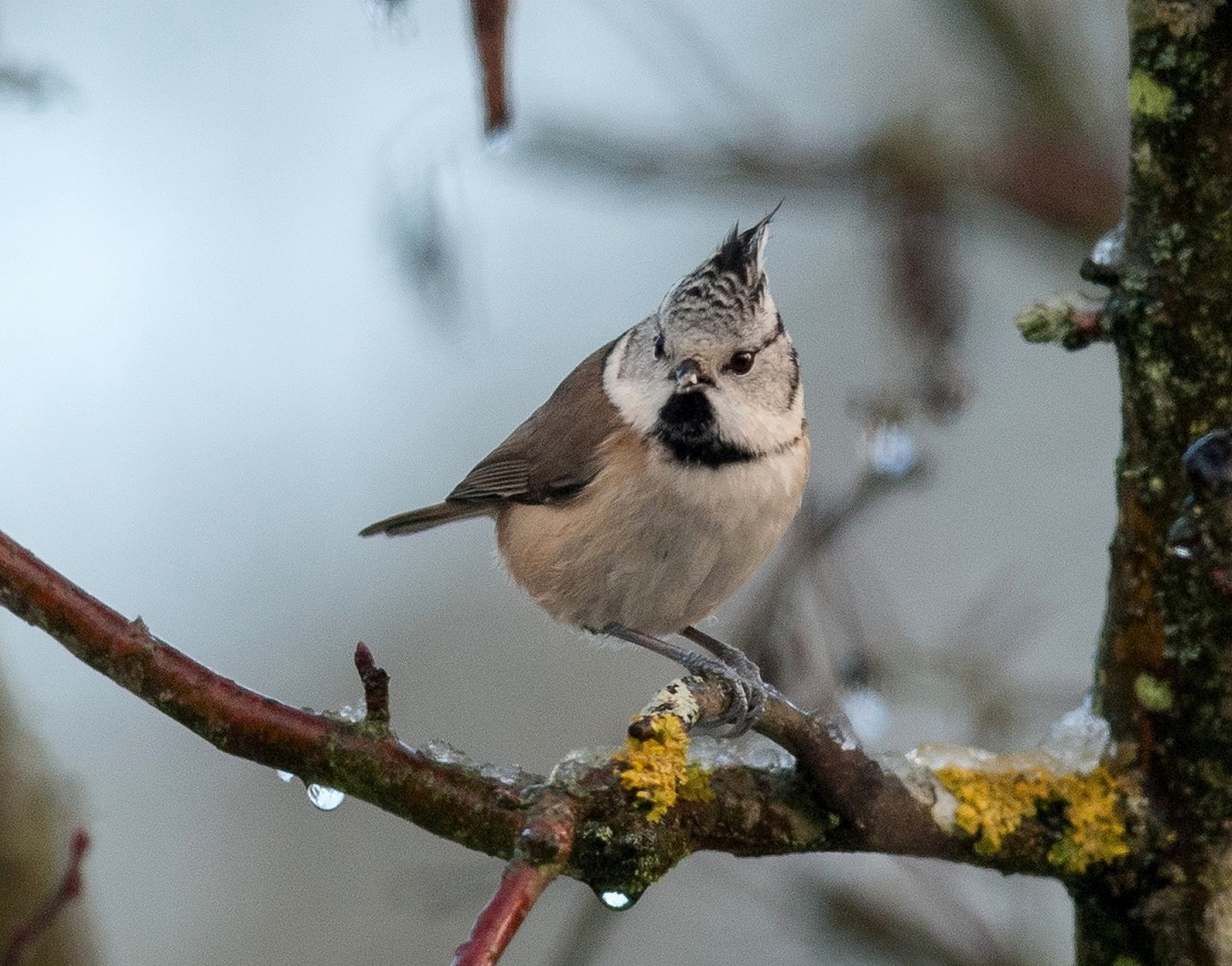 Mésange huppée