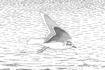 Dessin de mouette pygmée en vol