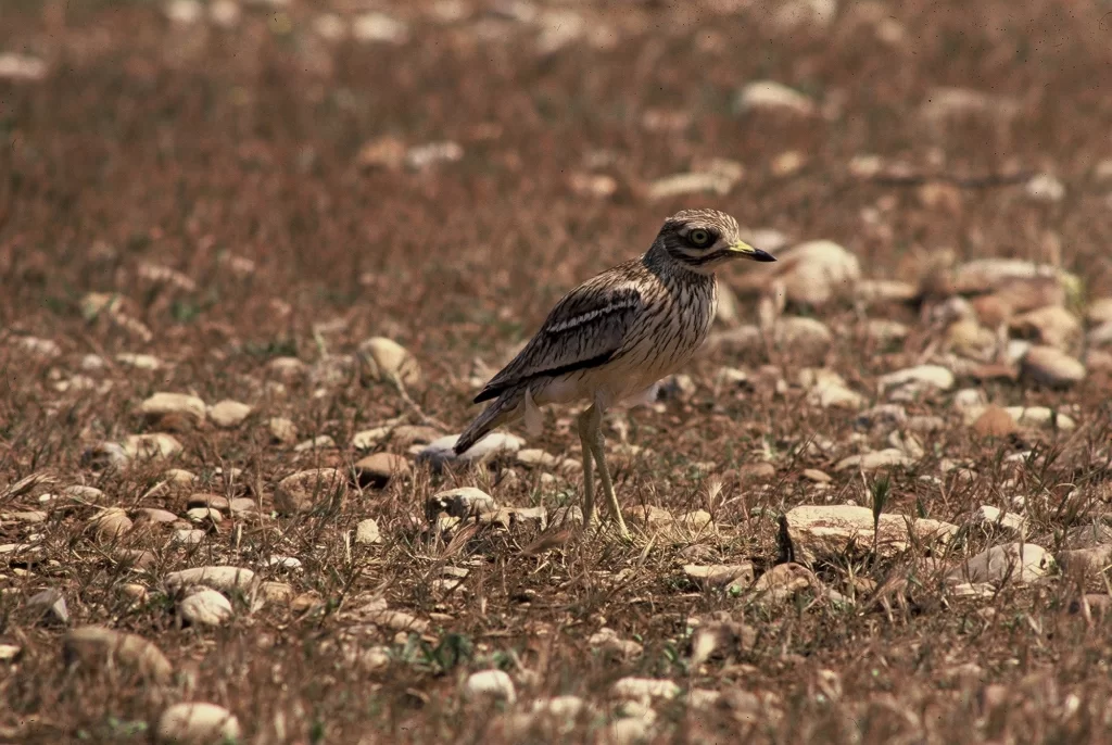 Œdicnème criard dans la steppe caillouteuse