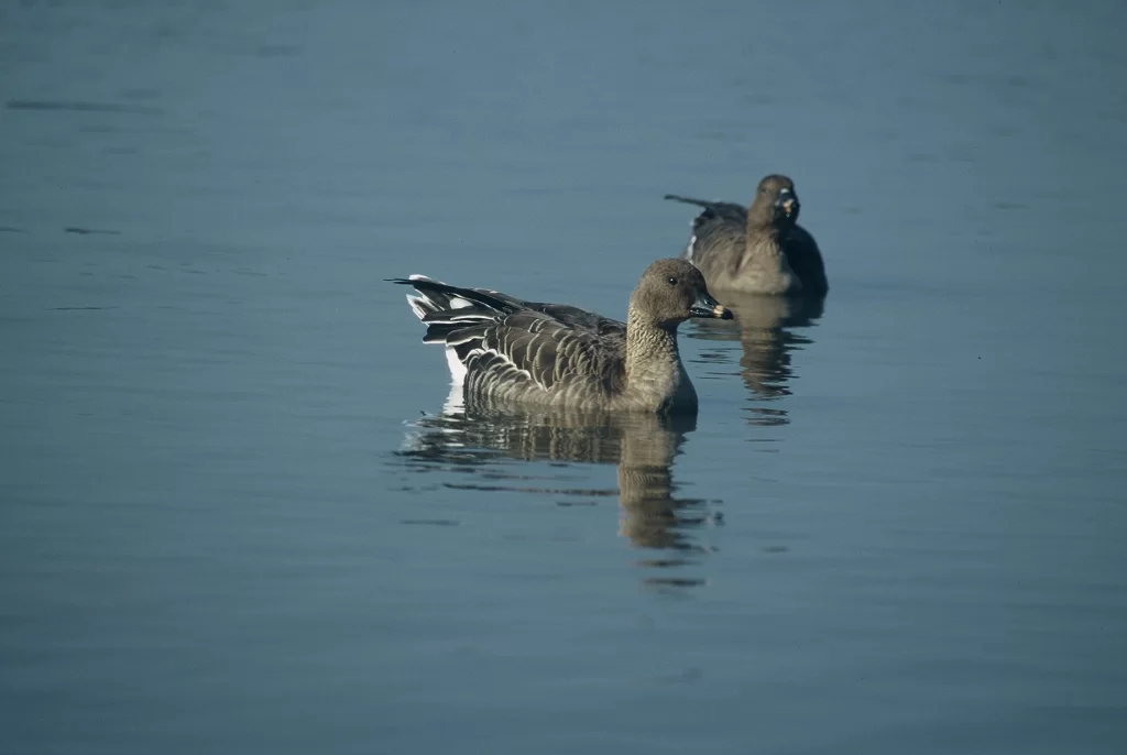 Oie des moissons sur l'eau