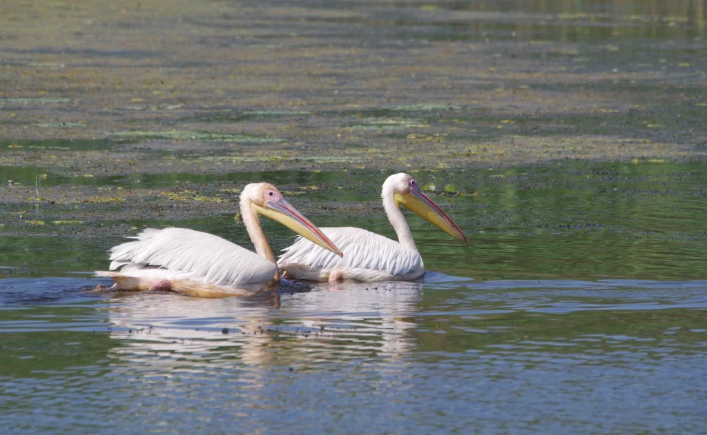 Deux pélicans blancs sur l'eau