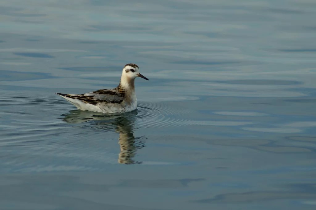 Phalarope à bec large sur l'eau
