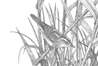 Dessin de phragmite aquatique dans les roseaux