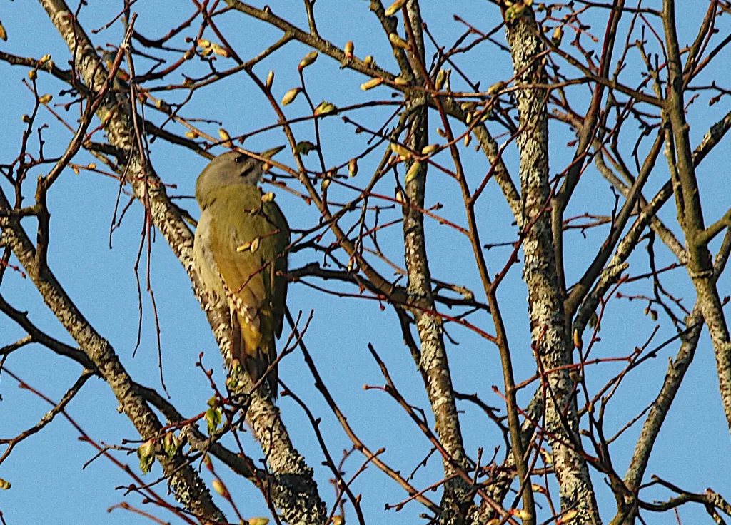 Pic cendré posé dans un arbre