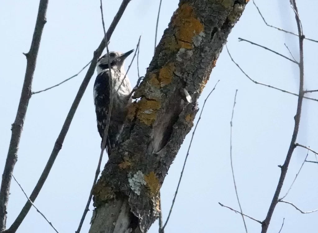 Pic épeichette sur un tronc d'arbre