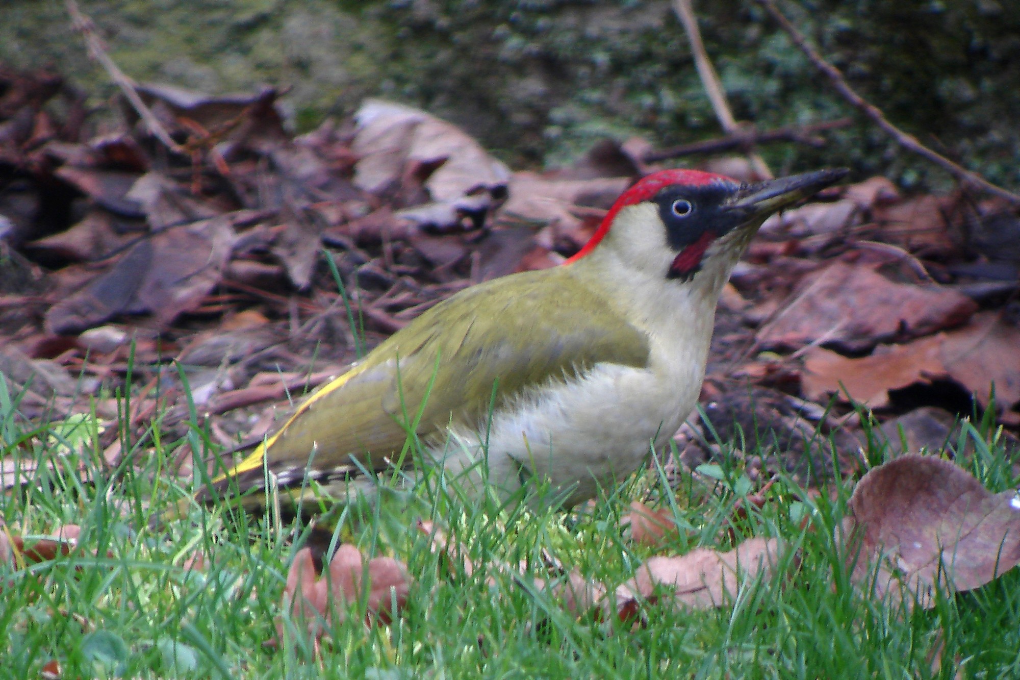 Pic vert mâle dans l'herbe