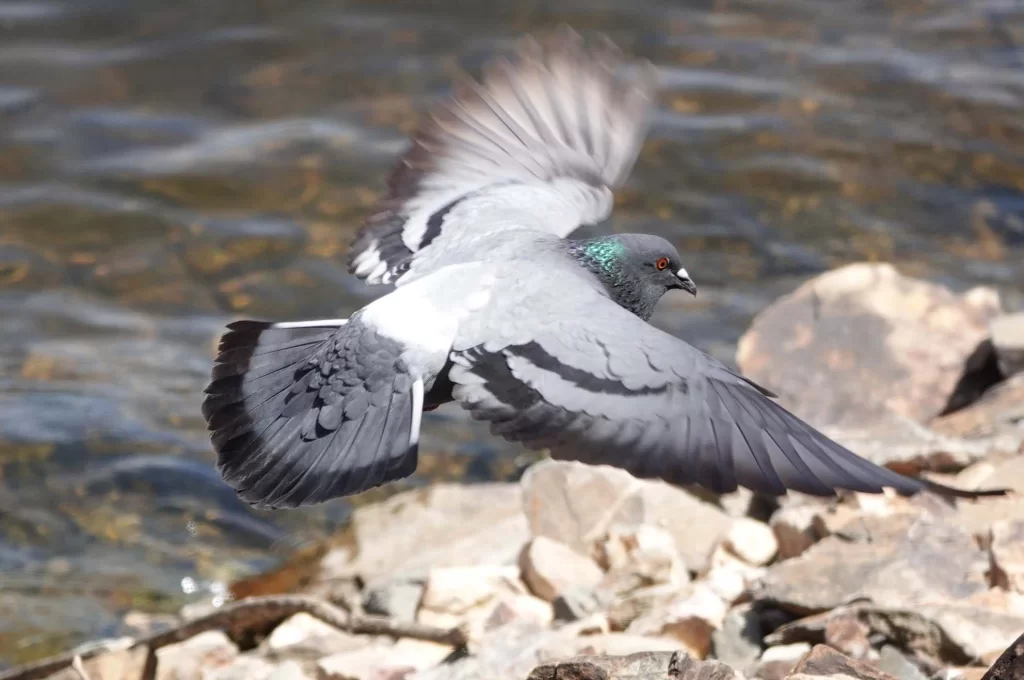 Pigeon biset en train d'atterrir près de l'eau
