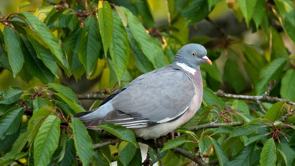 Pigeon ramier