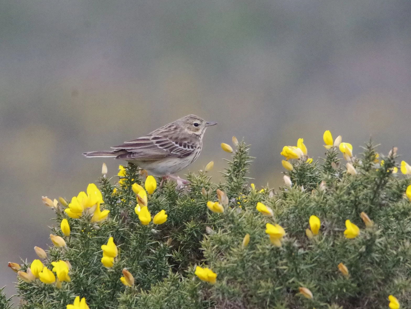 Pipit des arbres au sommet d'un ajonc en fleurs