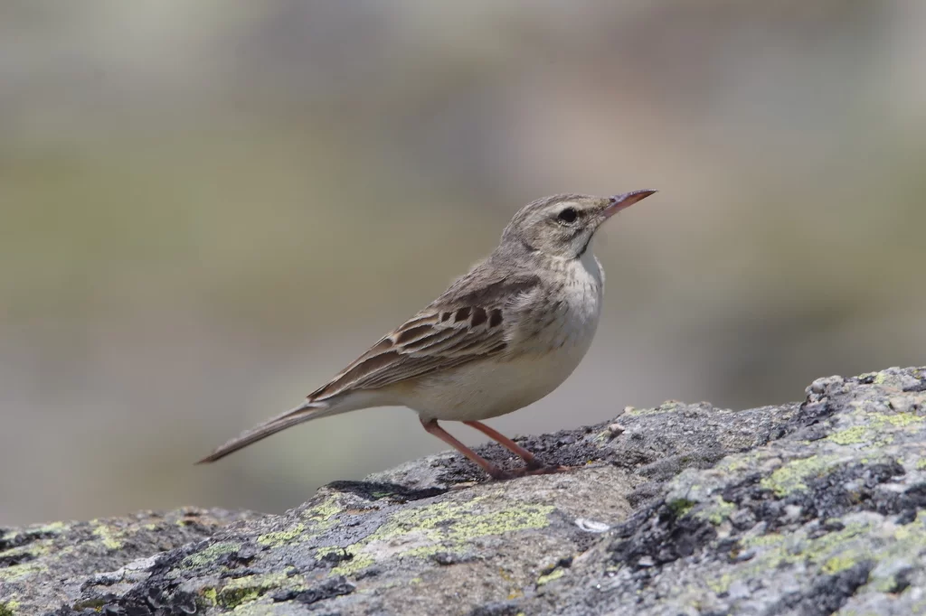 Pipit rousseline posé sur un rocher