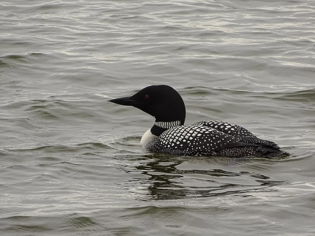 Plongeon imbrin sur l'eau