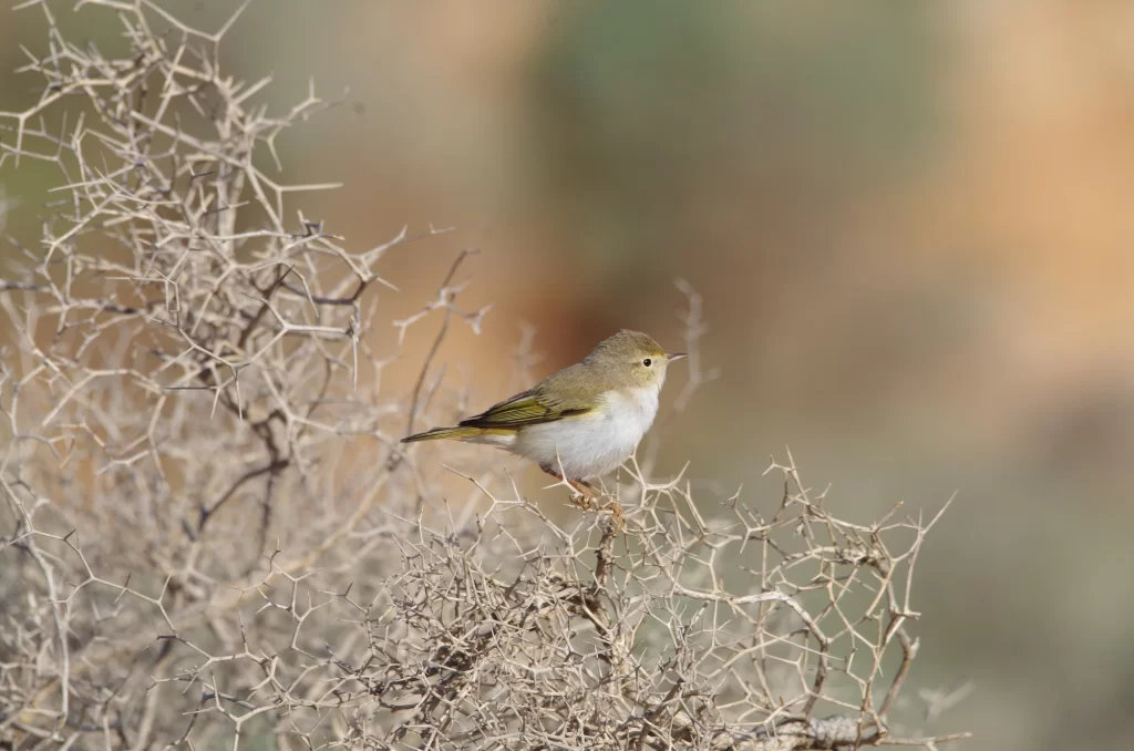 Pouillot de Bonelli posé sur un buisson épineux
