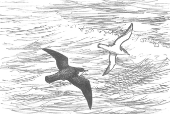 Dessin de puffins des Anglais en vol