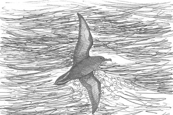 Dessin de puffin fuligineux