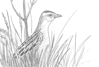 Dessin de râle des genêts