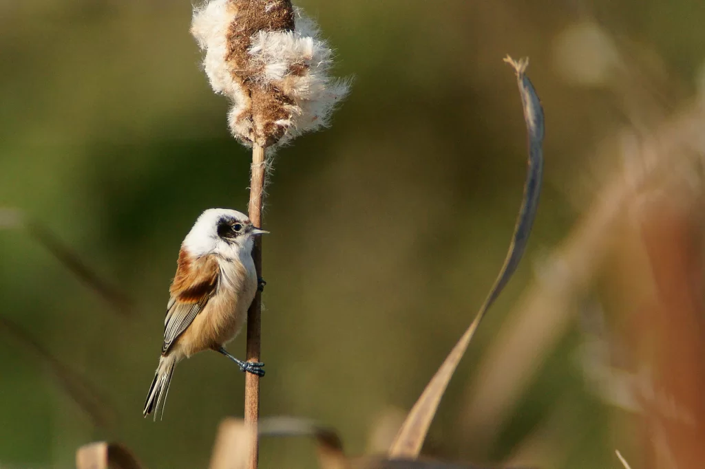 Rémiz penduline agrippée à un roseau