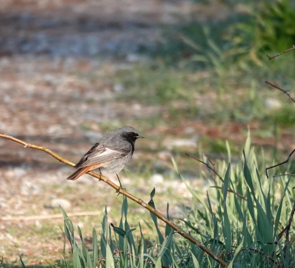 Rougequeue noir mâle posé sur une branche