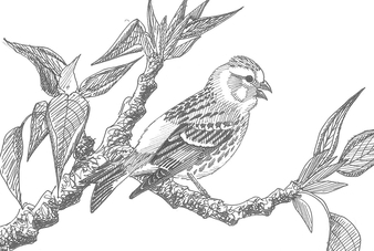 Dessin de serin cini