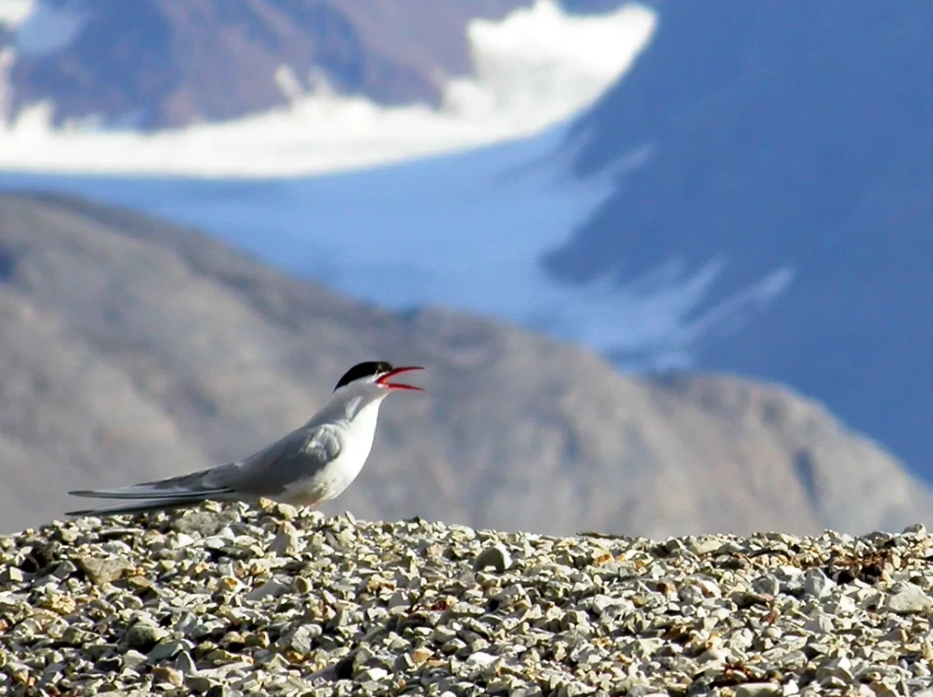Sterne arctique sur un pierrier
