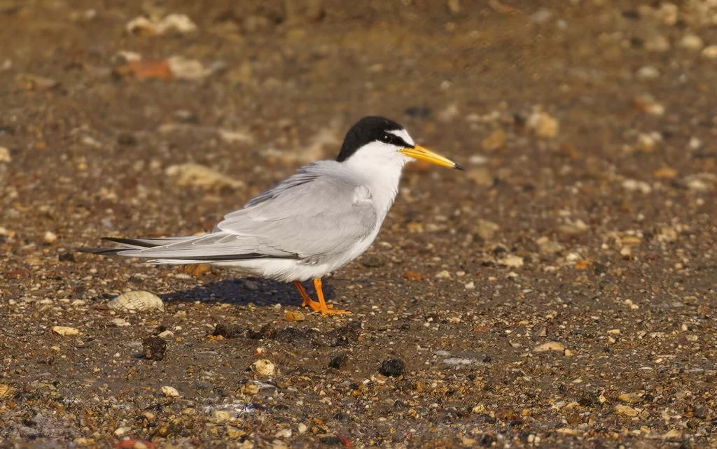 Sterne naine posée sur le sable