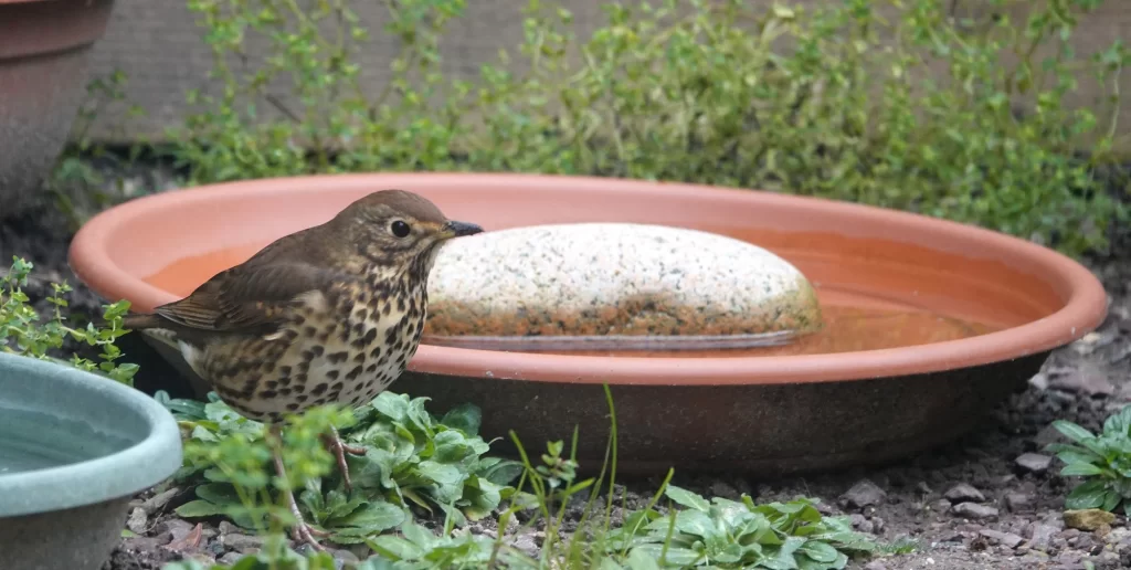 Grive musicienne au jardin près d'un abreuvoir