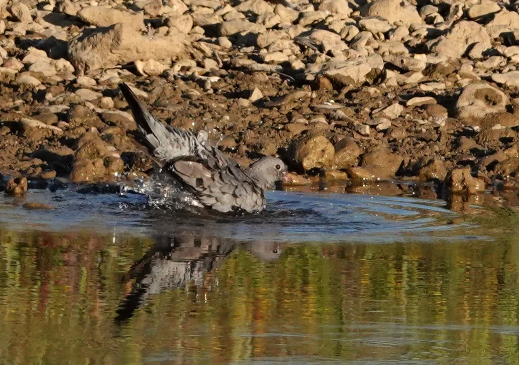 Pigeon colombin en train de se baigner dans un cours d'eau