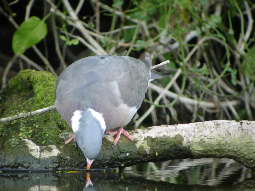 Pigeon ramier en train de boire dans une mare