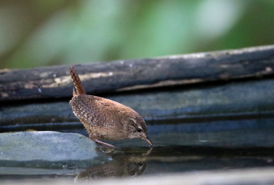 Troglodyte mignon en train de boire