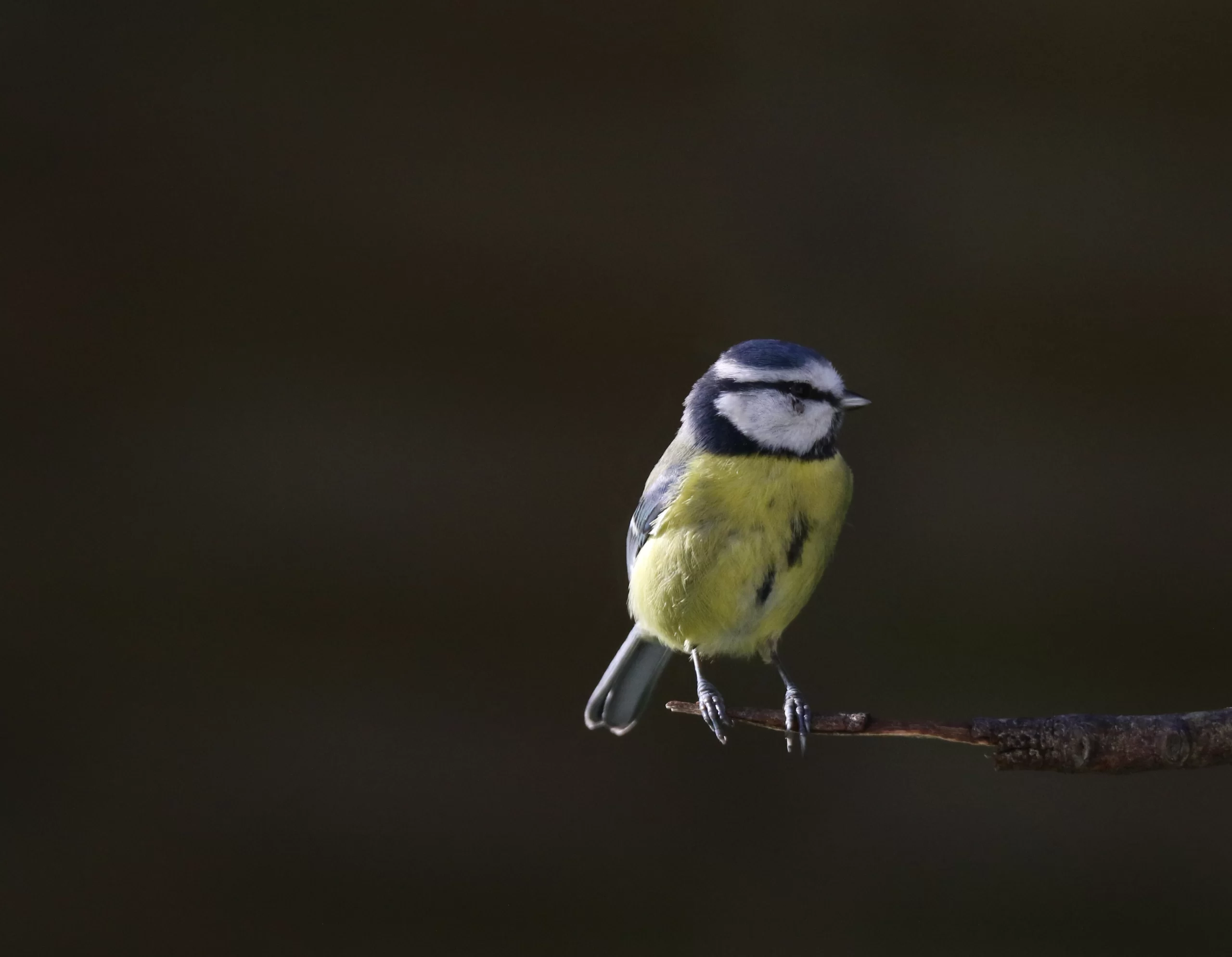 Mésange bleue