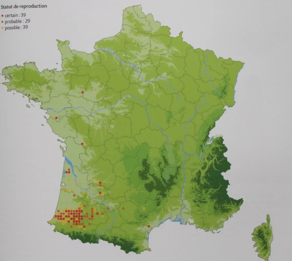 Carte de l'Elanion blanc en France