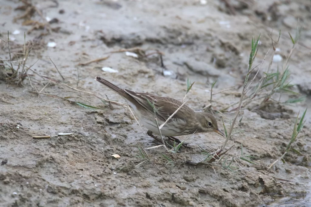 Pipit spioncelle à terre